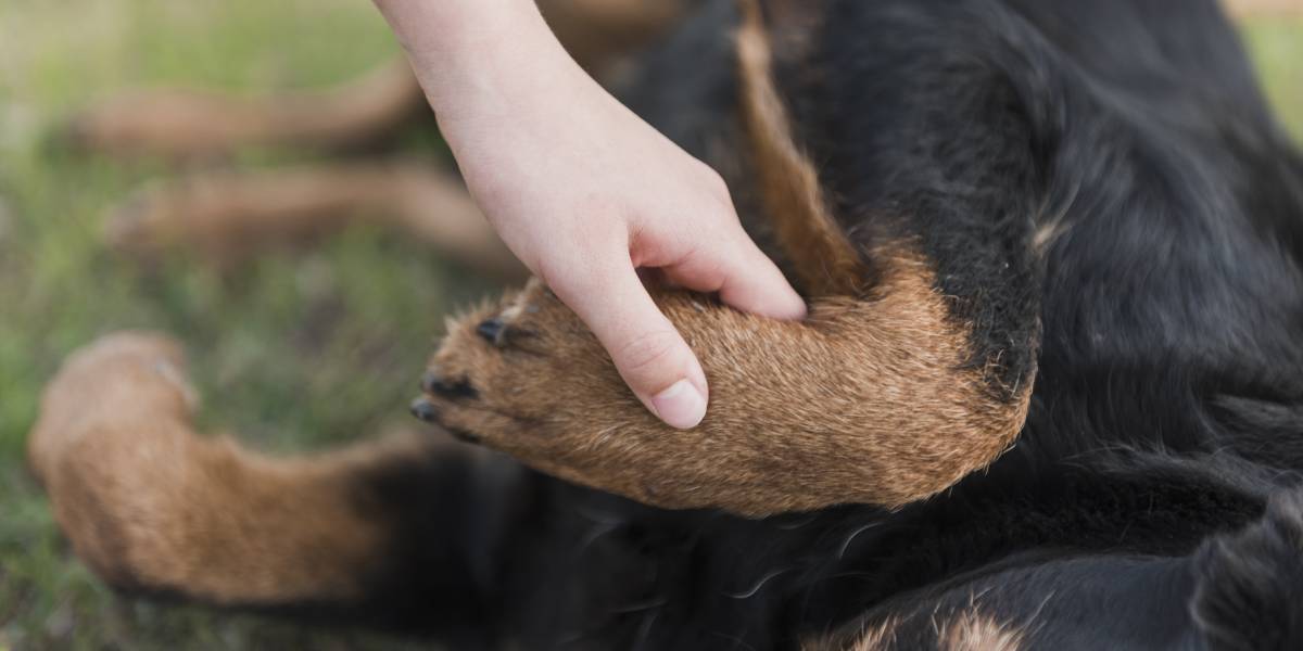 Primeros Auxilios Qu Hacer Si Un Perro Muerde A Mi Hijo