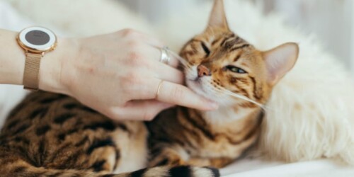 Gatos y embarazo: ¿hacen daño?