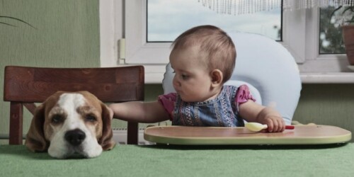 ¿Cómo le explico que murió su mascota?