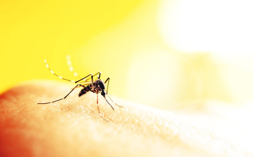 Virus del zika: 4 tips para embarazadas