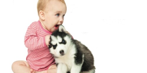Qué hacer si tu mascota no acepta al bebé