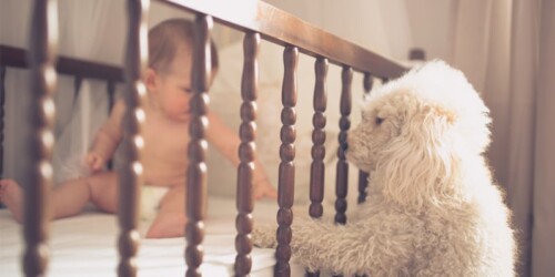Razones por las que no es bueno dormir con una mascota