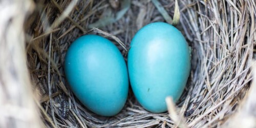 Así podrían erradicar el Síndrome de Ovario Poliquístico