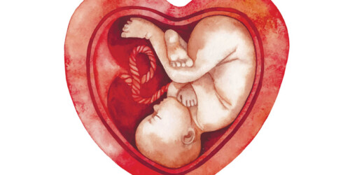 ¿Qué debo hacer con el cordón umbilical, lo dono o lo guardo?