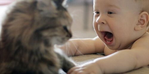 Tener mascotas desde bebés puede evitar alergias