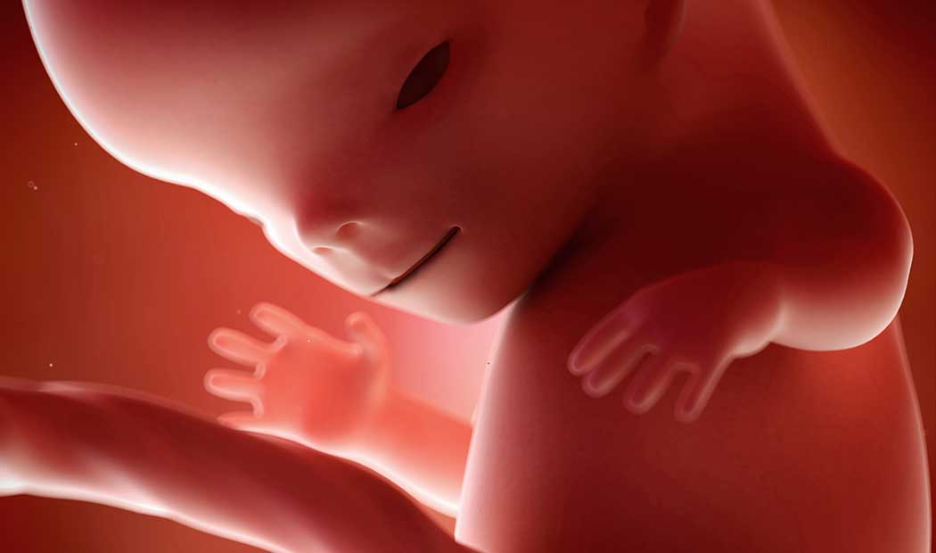 11 неделя 2021. Плод в 11 акушерских недель. Эмбрион 10 11 недель беременности.