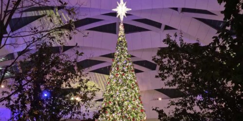 Lugares para ver los arbolitos de Navidad más asombrosos en CDMX