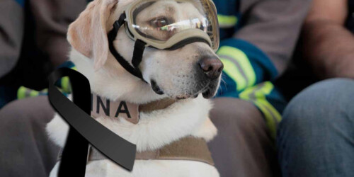 QDEP: Muere la perrita Frida, rescatista y heroína de México.