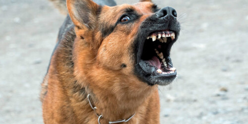 ¿Nueva variante de COVID? Sí, y se llama «Perro del infierno»