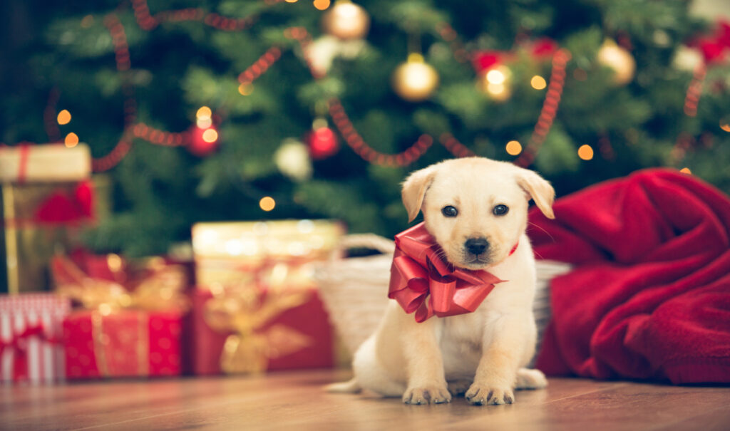En esta Navidad, una mascota NO es el regalo ideal