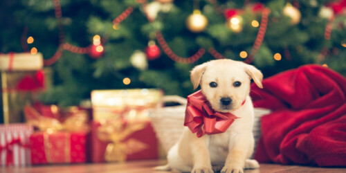 En esta Navidad, una mascota NO es el regalo ideal