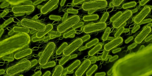 Toxina bacteriana infantil, posible causa de cáncer colorrectal en adultos jóvenes