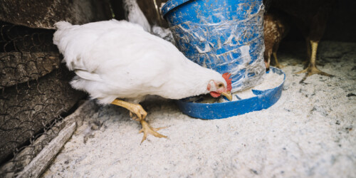 Fallece la niña que fue el primer caso de influenza aviar H5N1