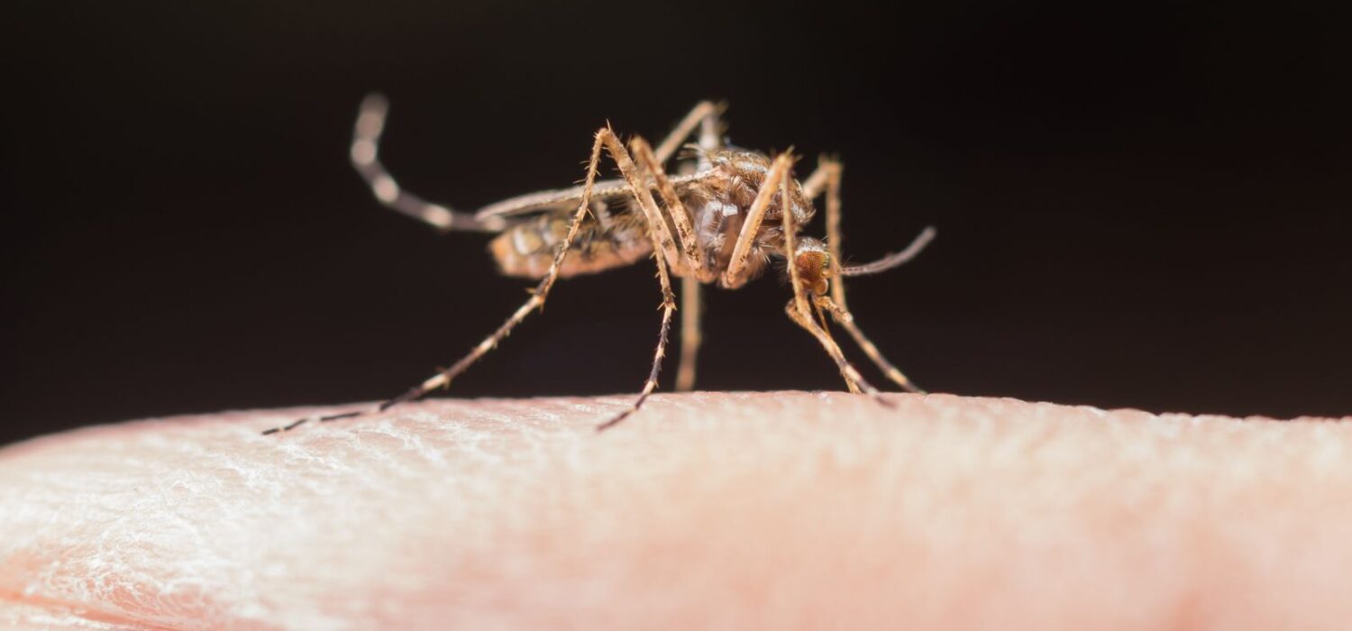 sintomas de dengue