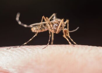 Síntomas de dengue en los niños: te decimos qué hacer