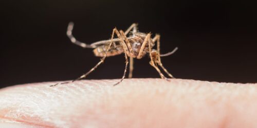 Síntomas de dengue en los niños: te decimos qué hacer