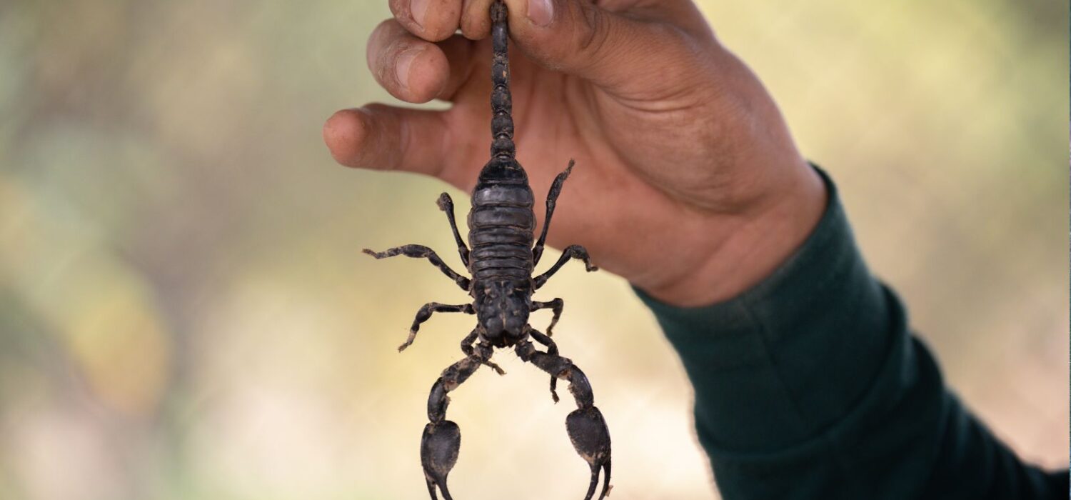 muere niña por picadura de alacrán
