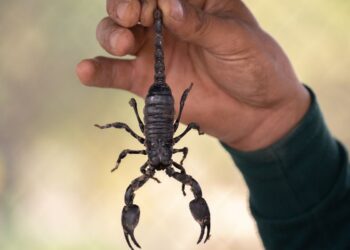 Muere niña por falta de suero antialacrán en IMSS Sonora: Lo más leído