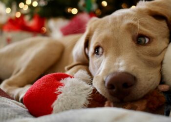 ¿Vas a regalar una mascota? ¡Toma nota!