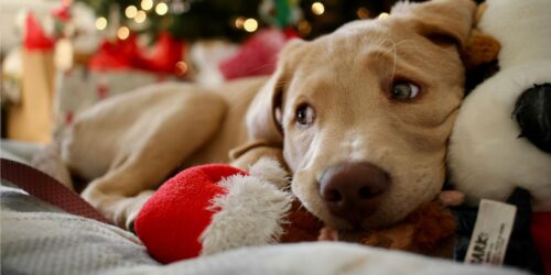 ¿Vas a regalar una mascota? ¡Toma nota!