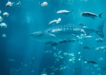 5 especies en peligro de extinción que tu hijo tiene que conocer