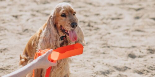 Golpe de calor en mascotas: cómo cuidarlos
