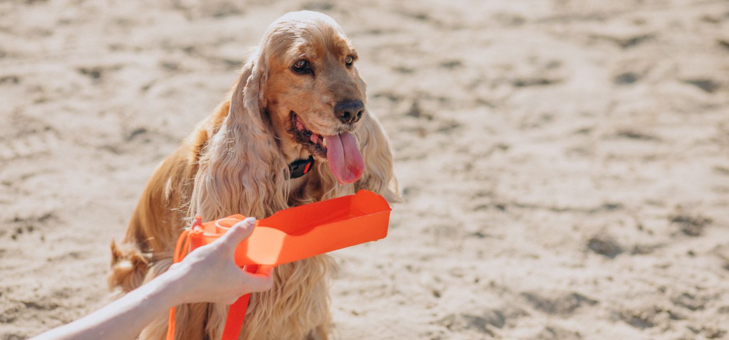 golpe de calor mascotas