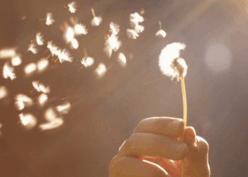 ¿Tu hijo es «orquídea» o «diente de león»? Esto dice su sensibilidad