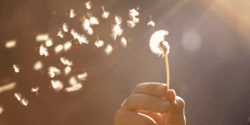 ¿Tu hijo es «orquídea» o «diente de león»? Esto dice su sensibilidad