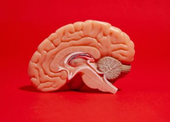 Cada embarazo cambia tu cerebro de una manera diferente