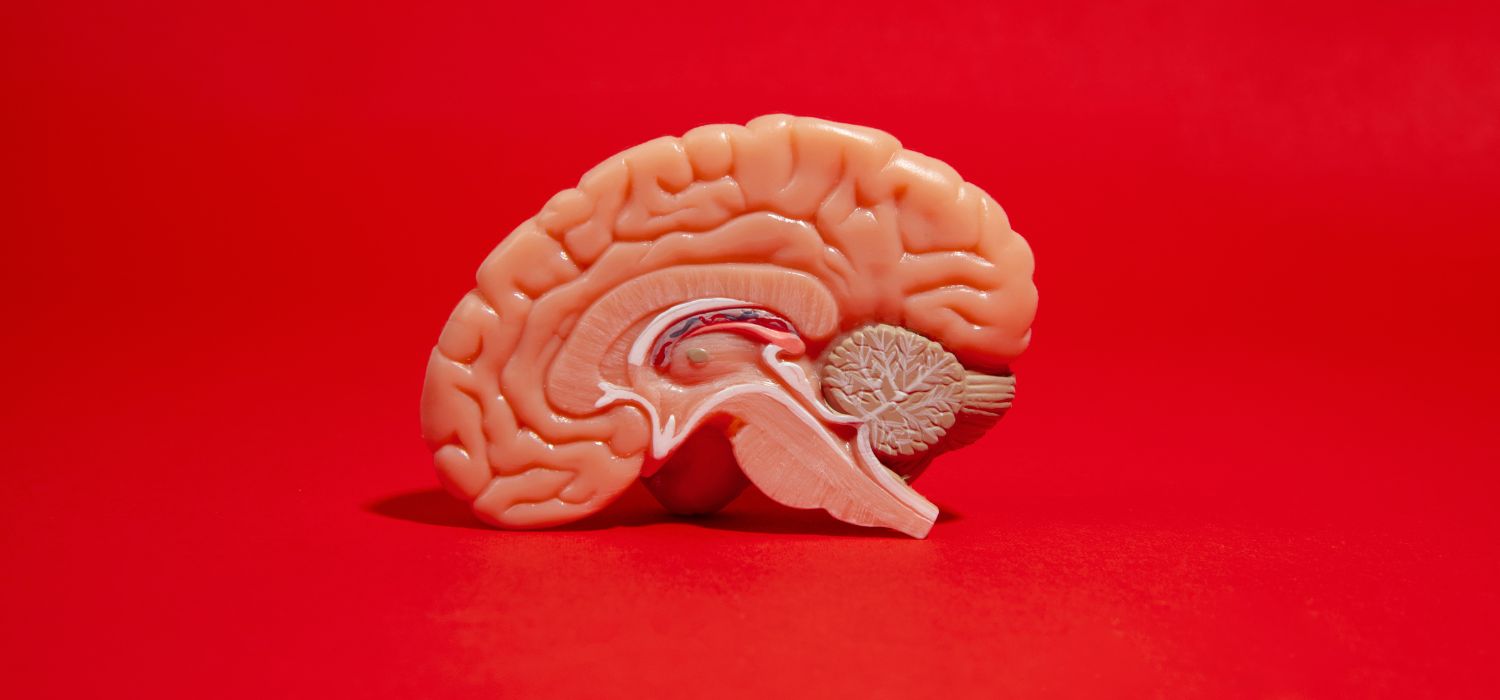 cambios en el cerebro durante el embarazo
