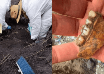 1,600 dientes de leche fueron encontrados en Michoacán por las madres buscadoras